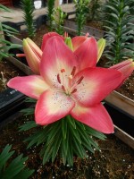 [5008 TinyDancers No02.JPG]